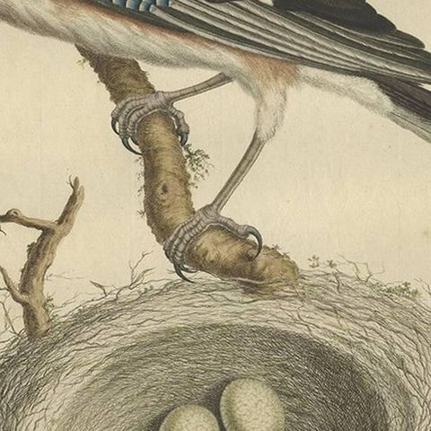 Antique Bird Print of the Garrulus by Sepp & Nozeman, 1770, close-up 2
