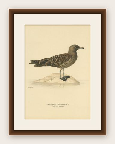Antique Bird Print of the Parasitic Jaeger, 1929, shown framed