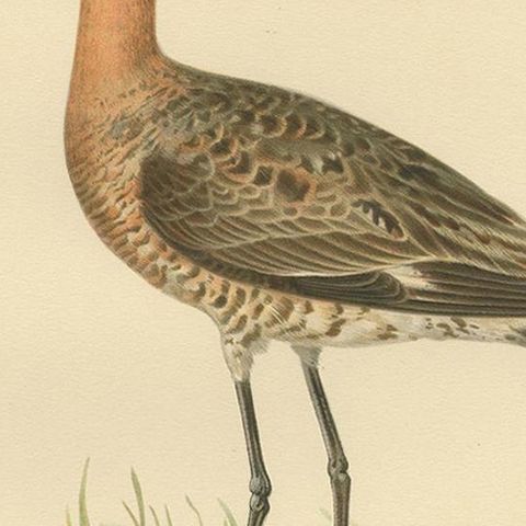 Antique Bird Print of the Black-Tailed Godwit by Von Wright, '1929', close-up 2