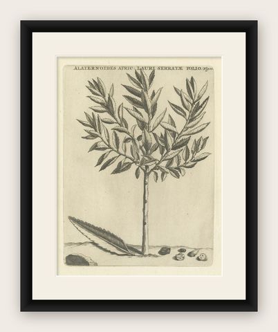 Botanical Engraving of Alaternoides Afric Lauri Serratae from Commelin, 1706, shown framed
