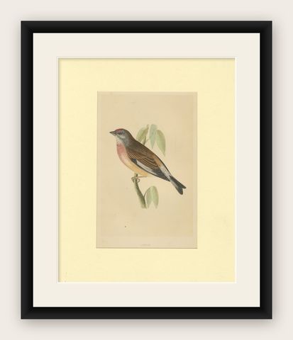 Antique Bird Print of a Linnet, shown framed