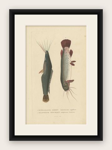 Antique Fish Print of the African Catfish and Electric Catfish by Drapiez '1853', shown framed