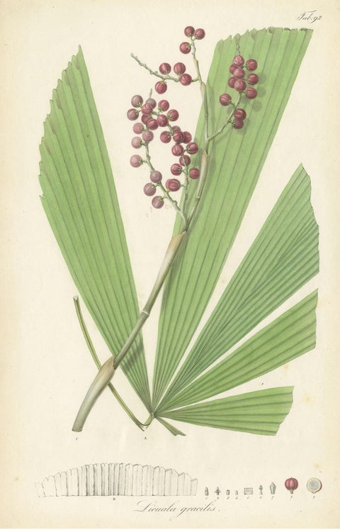 Antique Botany Print of Licuala Gracilis, a Fan Palm, view 3