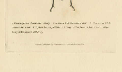 Beetles of the Early 19th Century: A Cuvier Collection from 'The Animal Kingdom', close-up 2