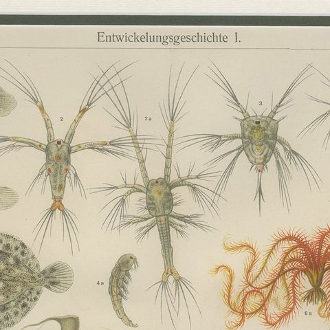 Antique Print of Various Marine Life by Meyer 'c.1905', close-up 1