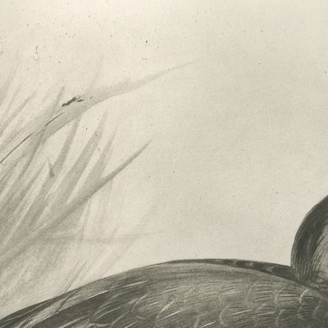 Diving Duck, Antique Bird Print after Lilian Medland, circa 1909, close-up 2