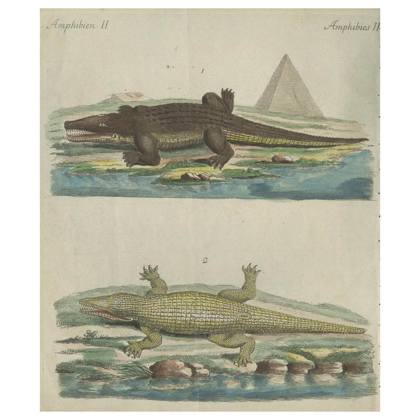 Antique Handcolored Engraving of Nile and Marsh Crocodiles, c.1800