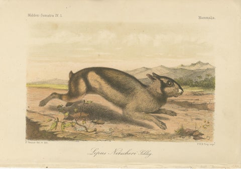 Sumatran Hare, Lepus Netscheri Schlegel, 19th Century Antique Lithograph, view 2