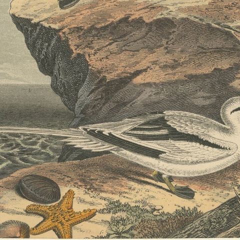Tropicbirds and Gulls: An 1849 Coastal Encounter - A Hand-Coloured Lithograph, close-up 6