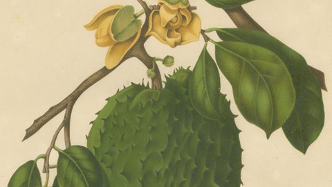 Antique Soursop Botanical Chromolithograph by Hoola van Nooten, c. 1880, close-up 3