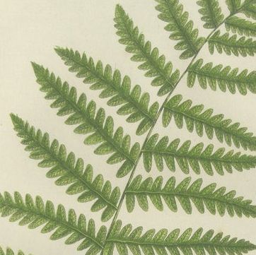 Oblong Woodsia, Marsh Fern and Mountain Fern, Botanical Triptych, 1873, close-up 1