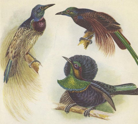 Antique Print of the Bensbach's Rifle Bird and Others, 1950, view 2