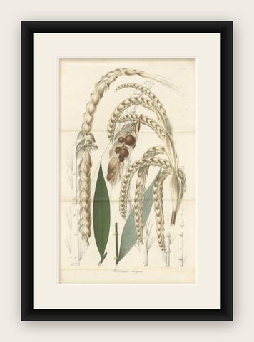 Large Original Antique Botanical Illustration of the Plectocomia Elongata, c1860, shown framed
