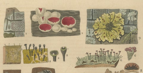 Lichen Varieties: A Collection of Symbiotic Elegance Engraved and Colored, 1845, close-up 4