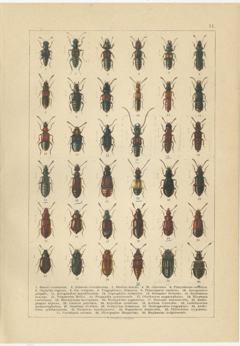 Museum Style Beetle Specimen Plates, Victorian Entomology Prints, Set of 8, view 4