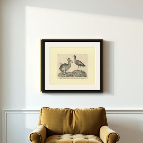 Antique Print of The Extinct Dodo and the Trumpeter Bird, 18th Century, shown framed on a wall