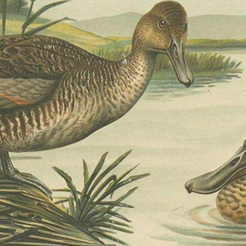 Northern Shoveler Ducks by Reinhold Schmidt, Antique Bird Print c.1895, close-up 5