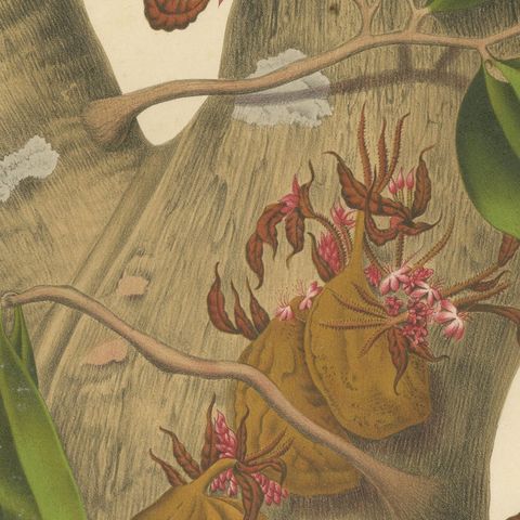 Original Antique Botanical Chromolithograph of Namnam Tree, c. 1880, close-up 5