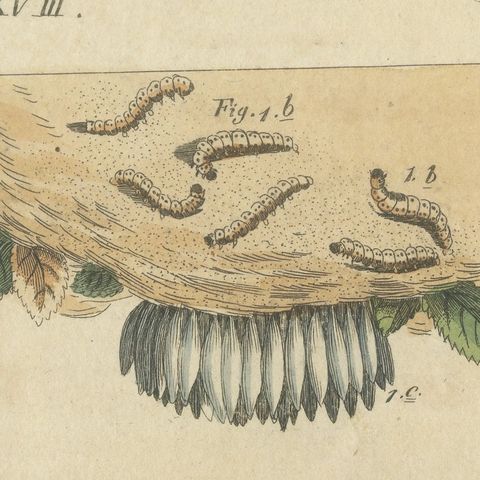 Fruit Moths with Caterpillar in a Cut Apple, Antique Bertuch Print, circa 1815, close-up 1