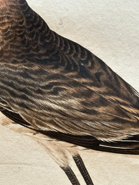 Scolopax Limosa, Antique Black-Tailed Godwit Print by Nozeman & Sepp, 1809, view 7
