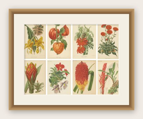Original Vintage Botanical Illustrations from Revue Horticole, circa 1855, shown framed