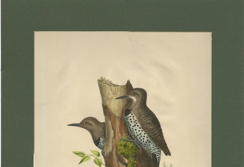 Antique Bird Print of Gilded Flickers Made After D.G. Elliot, 1869, view 4