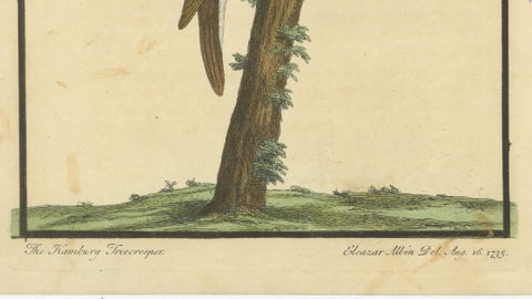 Antique Hand-Colored Engraving of A Hamburgh Treecreeper by Eleazar Albin, 1735, close-up 6
