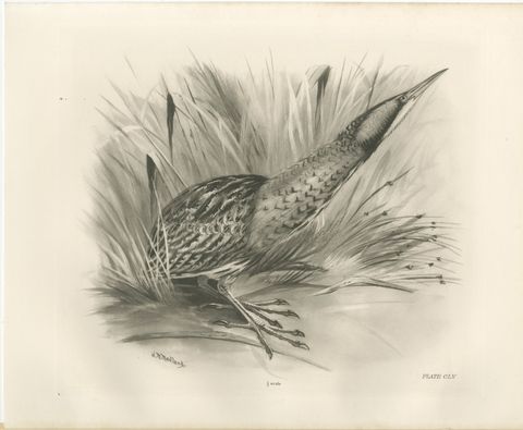 Bittern, Antique Bird Print after Lilian Medland, circa 1909