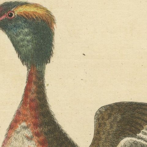 Antique Bird Print of a Horned Grebe, close-up 1