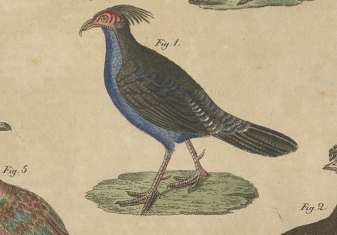 Antique Hand-Colored Crested Birds Engraving, Bertuch, c. 1800, close-up 4