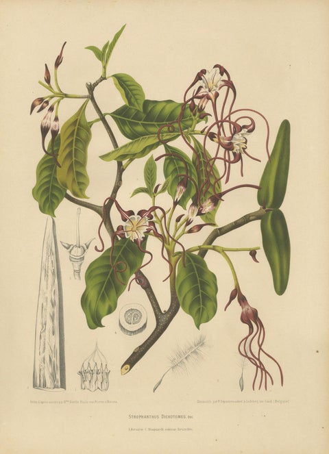 Original Antique Botanical Chromolithograph of Poison Arrow Vine, c.1880, close-up 1