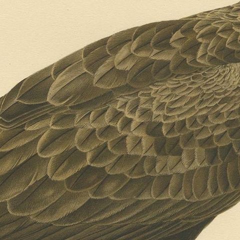 Antique Bird Print of the White-Tailed Eagle, 1917, close-up 1