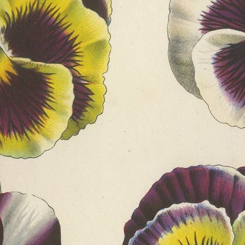 Large-Flowered Pansies Botanical Illustration by Louis van Houtte, 19th Century, close-up 6