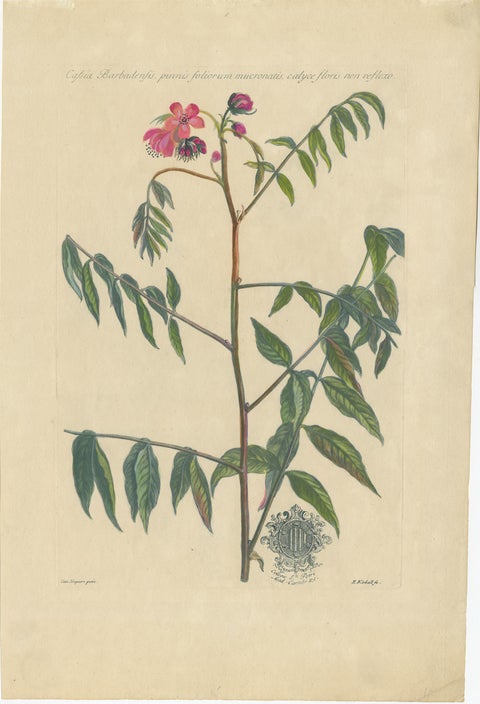 Set - Cassia Barbadensis & Marilandica, Botanical Prints by John Martyn c.1728, view 2