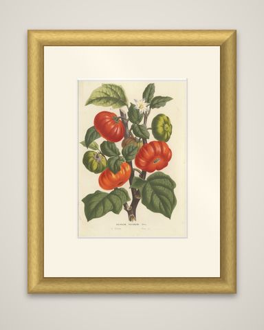 Texas Nightshade Botanical Illustration, Lithograph, 19th Century, shown framed