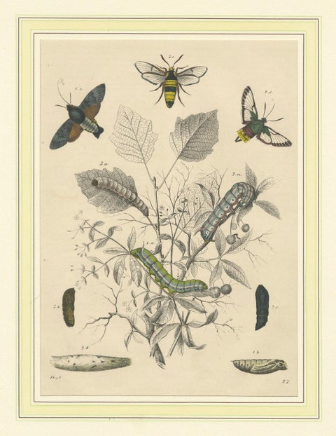 Lithograph of Insect Life Cycles, Moths, Bees, and Caterpillars with Host Plant, close-up 4