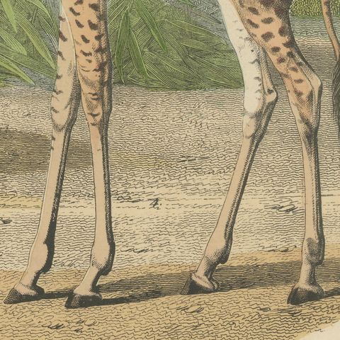 Antique Giraffe and Camel Print with Dromedary and Llama, Kolb, circa 1890, close-up 4