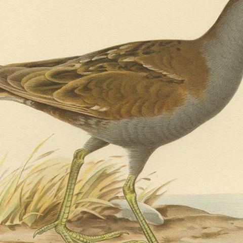 Antique Bird Print of the Little Crake 'Female' by Von Wright, 1929, close-up 2