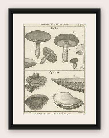 Decorative Antique Engraving of Suillus and Agaricus Mushrooms, c.1800, shown framed