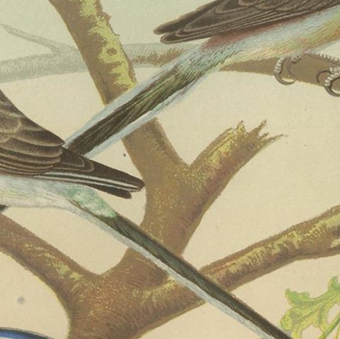 Antique Bird Print of the Beautiful Parakeet, Swift Parrot, circa 1880, close-up 2