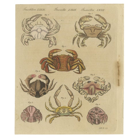 Original Antique Print of Eight Exotic Crabs by Bertuch, c.1820, view 2