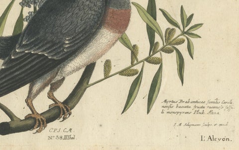 Hand-Colored Engraving of the Kingfisher by Johann Michael Seligmann, ca.1770, close-up 2
