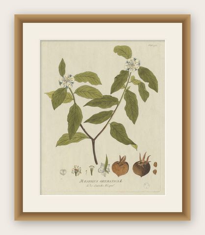 Antique Botany Print of the Mespilus Germanica by Plenck 'circa 1790', shown framed