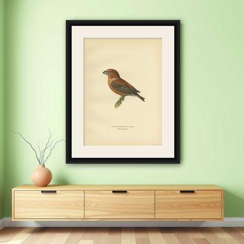 Decorative Antique Bird Print of the Parrot Crossbill, 1927, shown framed on a wall