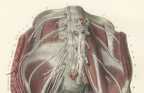 The Lumbar Plexus and the Groin, Antique Hirschfeld Anatomy Print, 1866, view 3