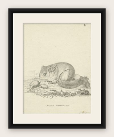 Flying Squirrel, Antique Zoological Engraving by Johann Nußbiegel, c.1800, shown framed
