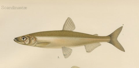 Scandinavian Fish Species: Smelt, Capelin and Tench in Fine Lithograph, 1895, close-up 6