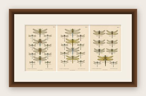 Set of Three Dragonfly Lithographs from Die Geradflügler Mitteleuropas, 1908, shown framed