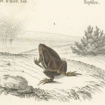 Set of 3 Antique Prints of Frogs and Toads, close-up 1