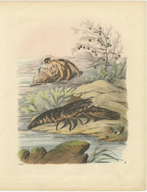 Antique Marine Prints, Lobster, Crabs, Shells, and Mollusks, circa 1850, view 3